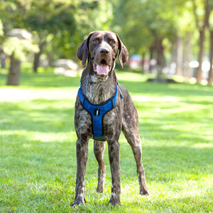 Reflective Breathable Pet Vest Rope Leash Harness: The Perfect Blend of Safety and Style