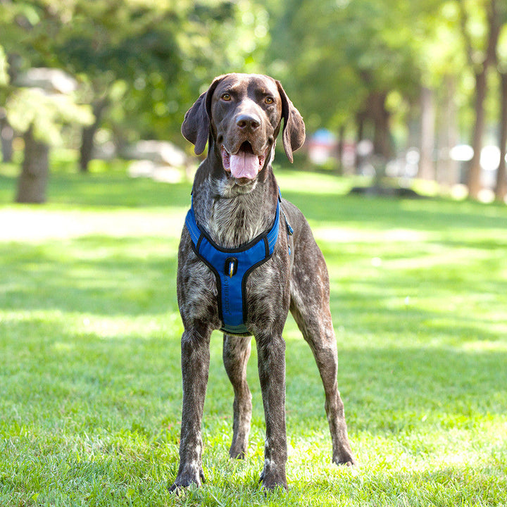 Reflective Breathable Pet Vest Rope Leash Harness: The Perfect Blend of Safety and Style