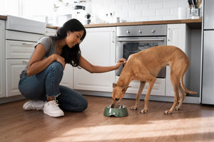 CONVENIENT PET FEEDING SOLUTIONS DAILY