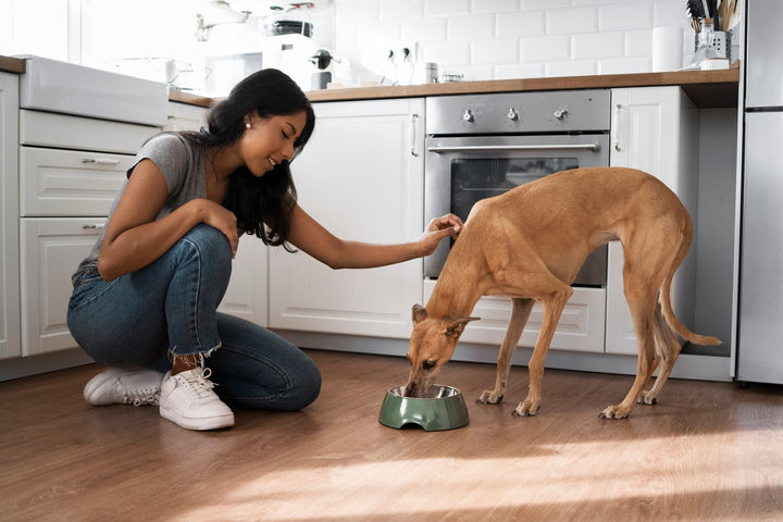 CONVENIENT PET FEEDING SOLUTIONS DAILY