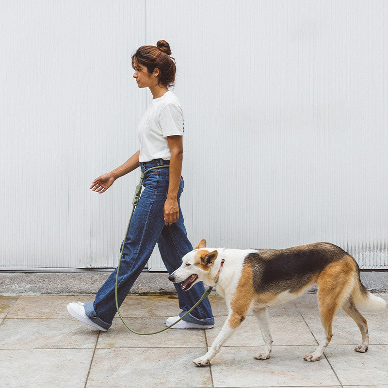 Minimalist Slant Style Pet Fashion Walking Leash