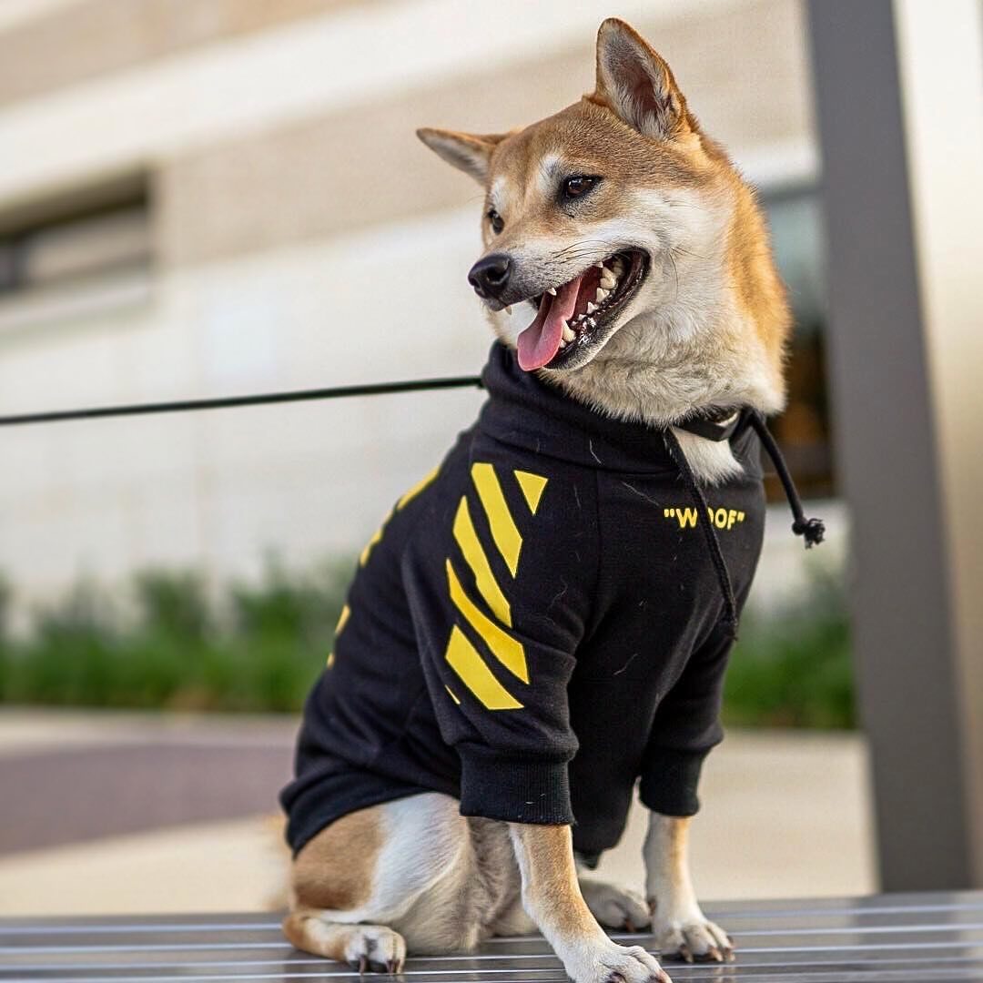 Trendy Three Stripe Pet Sweater Sporty Autumn Winter Wear