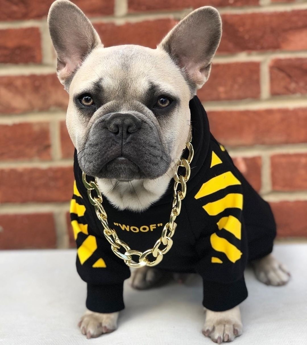 Trendy Three Stripe Pet Sweater Sporty Autumn Winter Wear