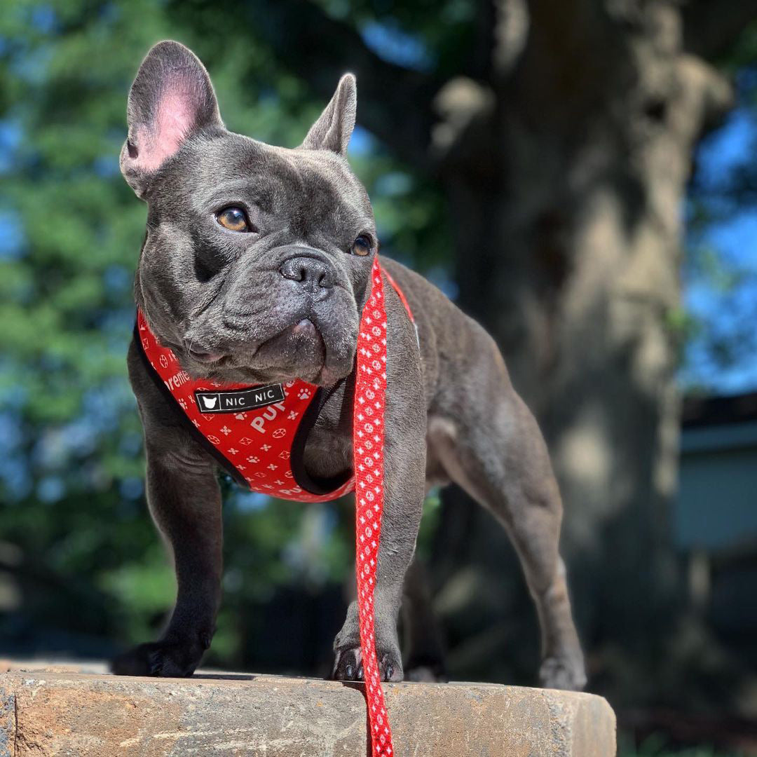 Breathable Mesh Pet Chest Harness And Leash Set
