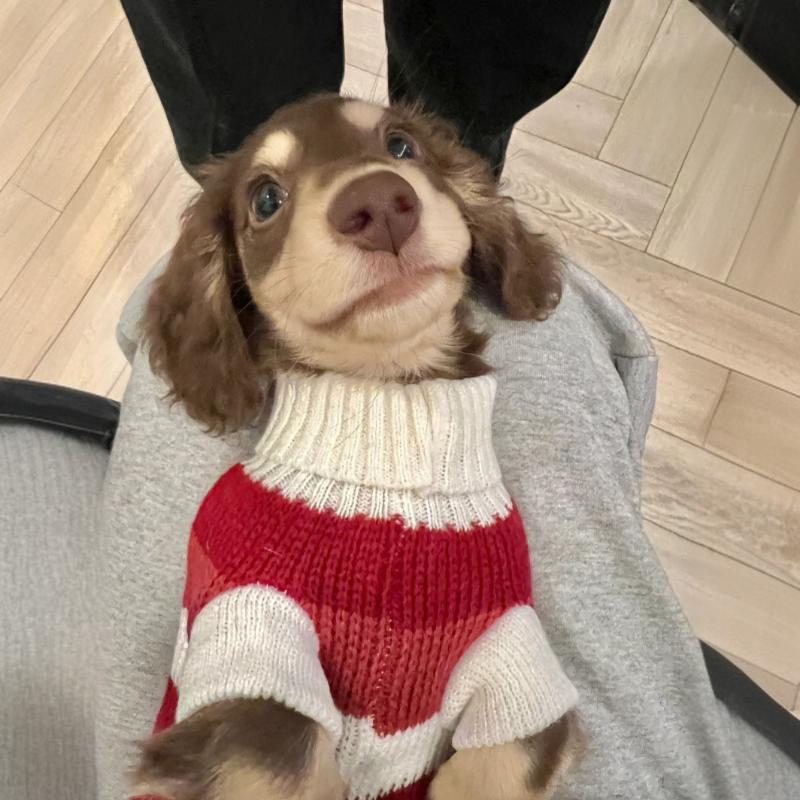 Warm Thickened Pet Sweater Cozy Small Breed Wear