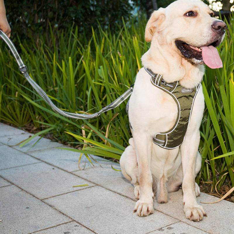 Fluorescent Retractable Pet Leash Explosion Proof Elastic Walking Lead