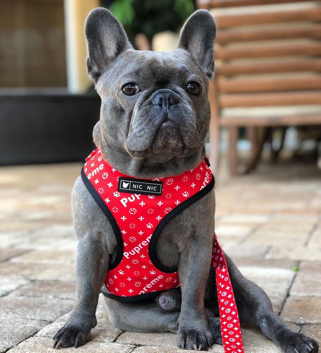 Breathable Mesh Pet Chest Harness And Leash Set