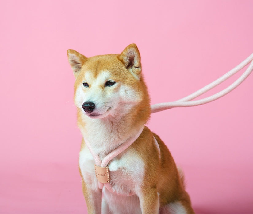 Dual Purpose Integrated Round Rope Pet Leash Set