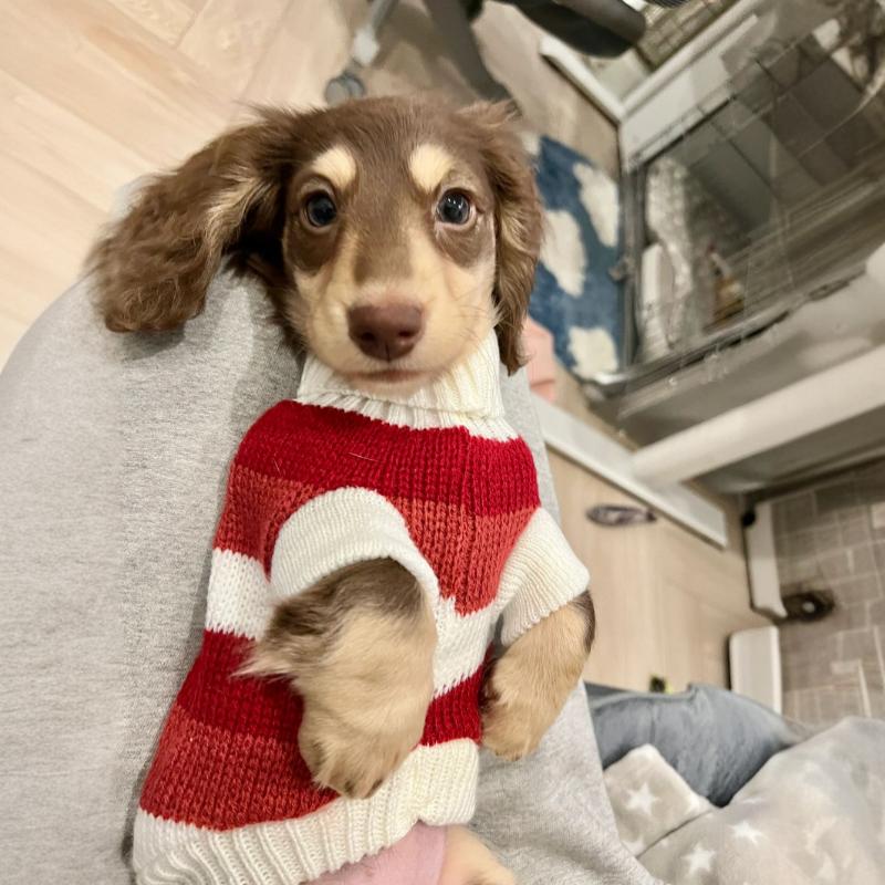 Warm Thickened Pet Sweater Cozy Small Breed Wear