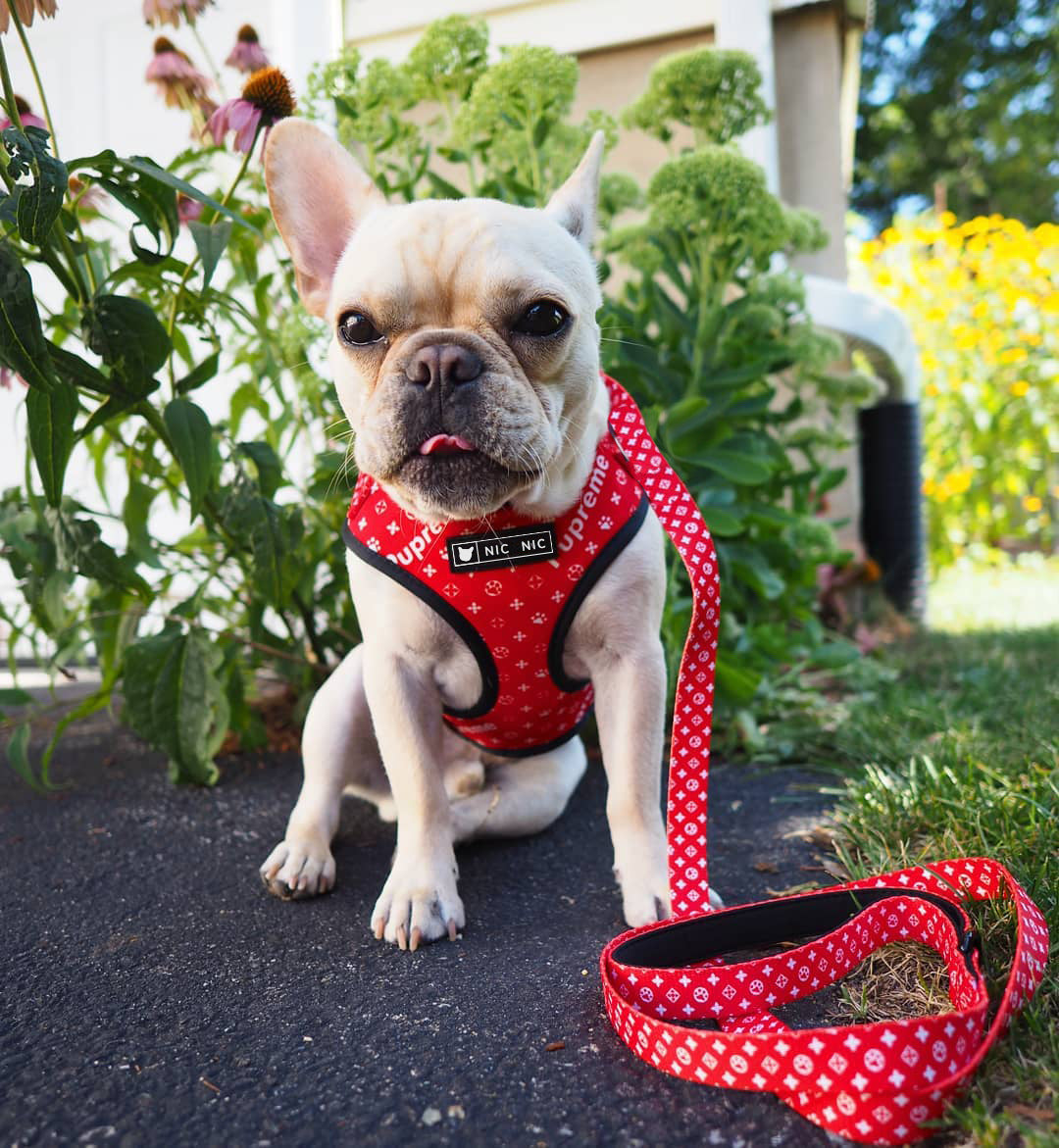 Breathable Mesh Pet Chest Harness And Leash Set