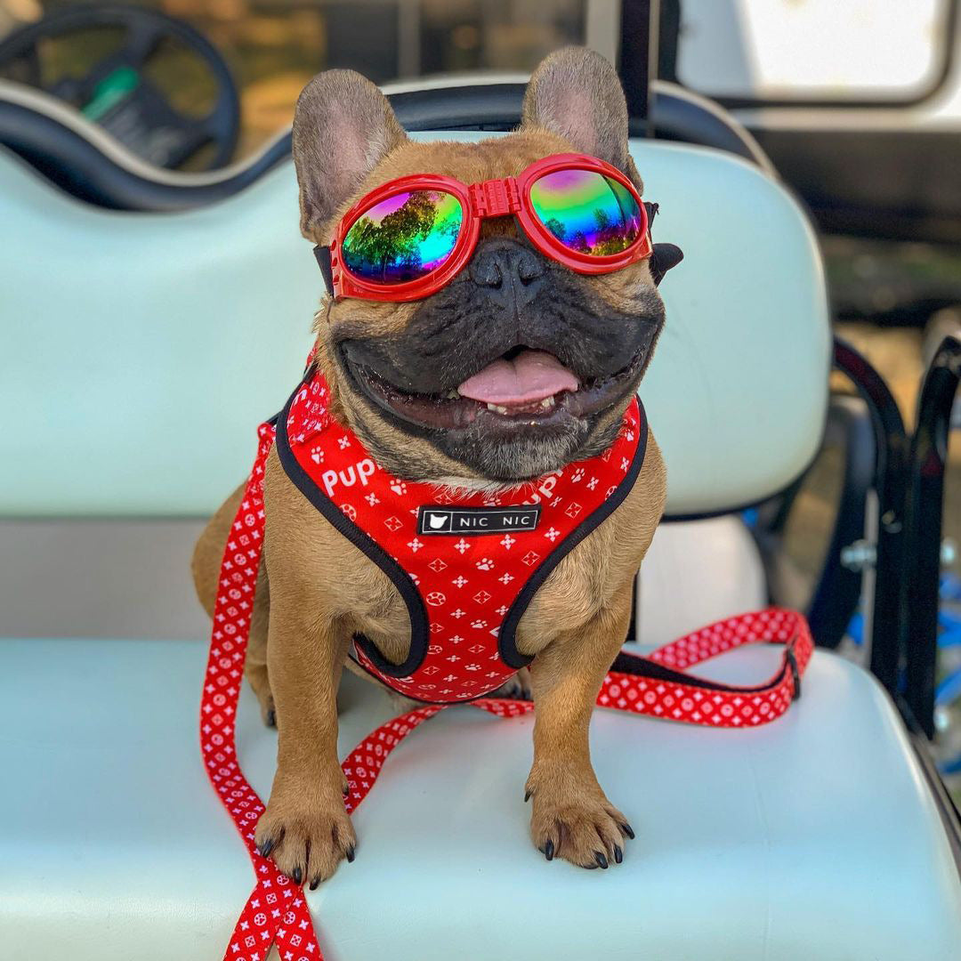 Breathable Mesh Pet Chest Harness And Leash Set