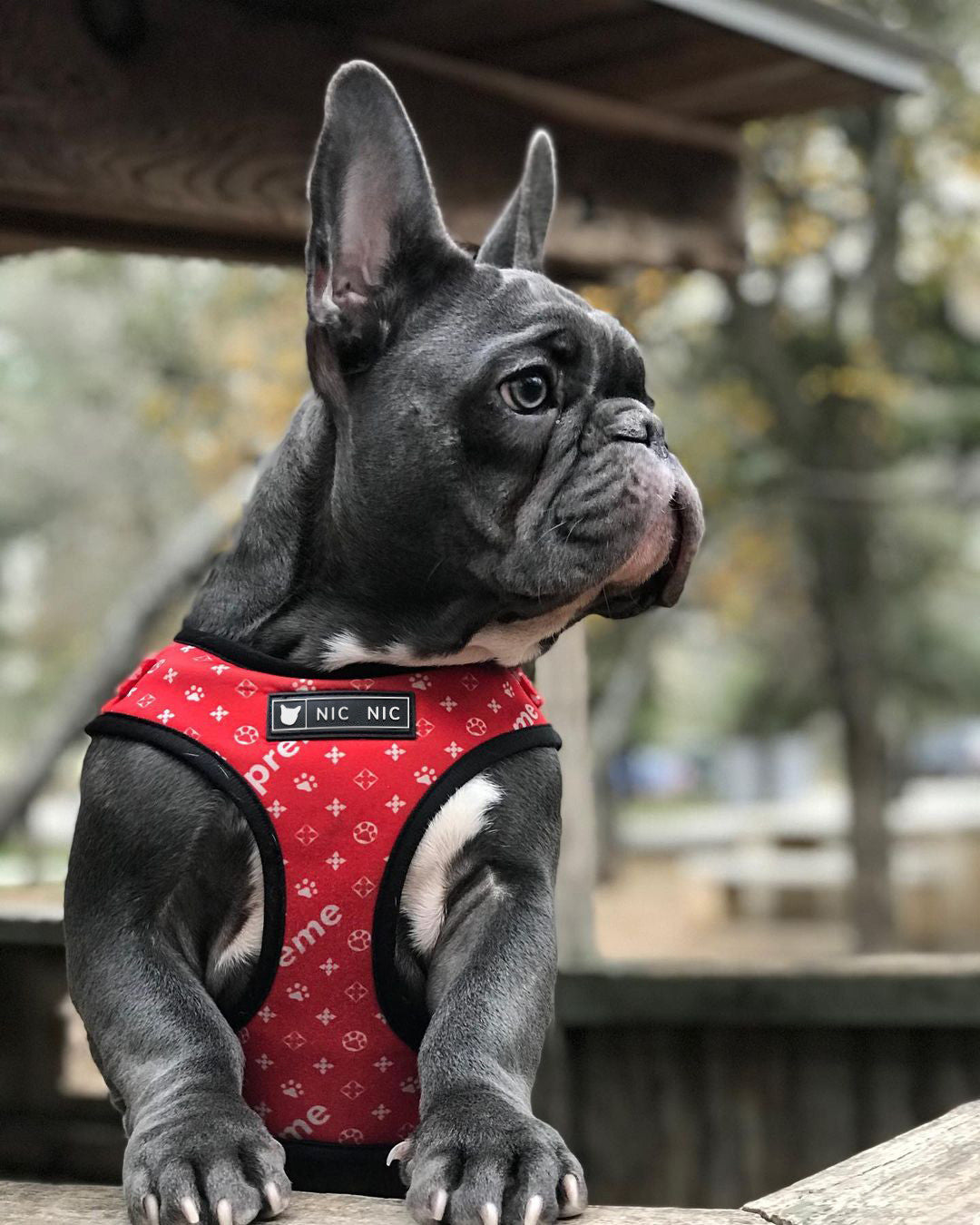 Breathable Mesh Pet Chest Harness And Leash Set